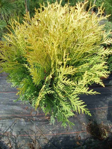 Туя западная &laquo;Голден Глоб&raquo; (Thuja occidentalis Golden Globe) С3 V52188 фото