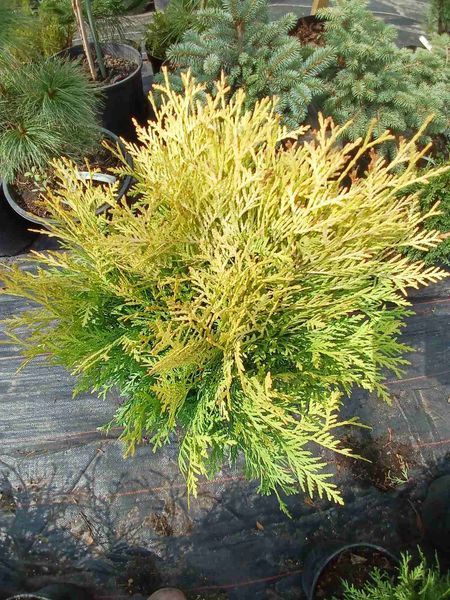 Туя западная &laquo;Голден Глоб&raquo; (Thuja occidentalis Golden Globe) С3 V52188 фото