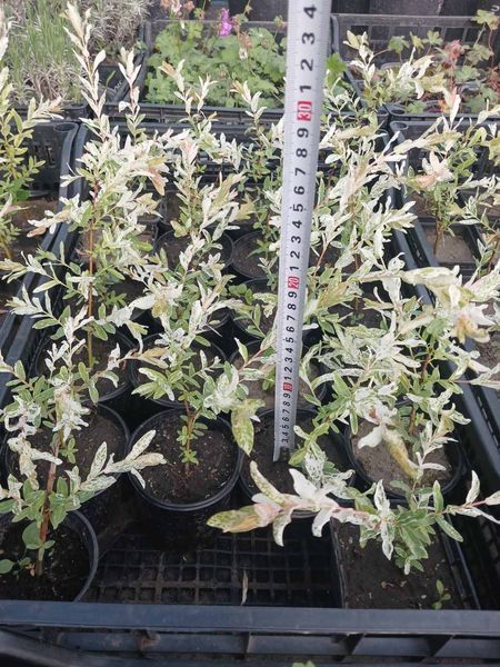Ива цельнолистная Хакуро-Нишики (Salix integra Hakuro-Nishiki) Р9 V157614 фото