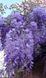Глициния китайская Вистерия. (Wisteria) 2х-летняя Р9 R28196 фото 1