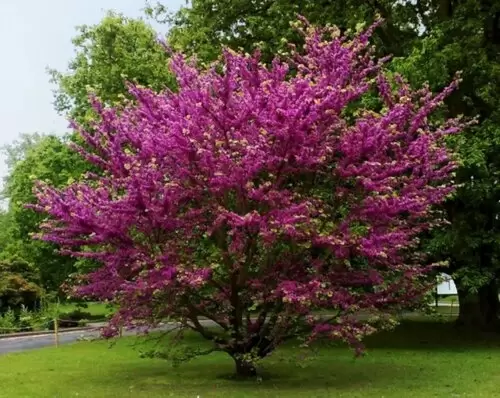 Церцис європейський. (Cercis siliquastrum)
