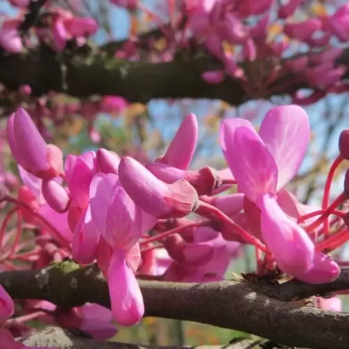 Церцис європейський. (Cercis siliquastrum)