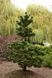 Сосна черная Орегон Грин. (Pinus nigra Oregon Green) С35 CS2332 фото 2