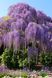 Глициния китайская Вистерия. (Wisteria) 2х-летняя Р9 R28196 фото 2
