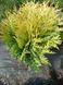 Туя западная &laquo;Голден Глоб&raquo; (Thuja occidentalis Golden Globe) С3 V52188 фото 2