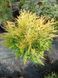 Туя западная &laquo;Голден Глоб&raquo; (Thuja occidentalis Golden Globe) С3 V52188 фото 3