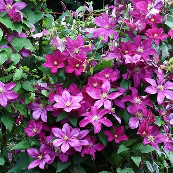 Клематис Ремембранс. (Clematis Remembrance) ІІІ группа