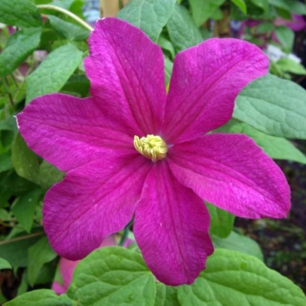 Клематис Ремембранс. (Clematis Remembrance) ІІІ группа