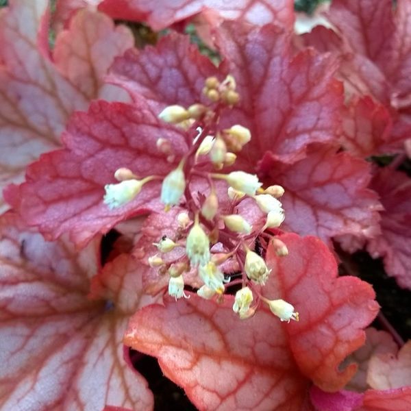 Гейхера Паприка. (Heuchera Paprika) С3 CS1805 фото