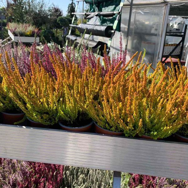 Верес звичайний Зоє. Calluna vulgaris Zoe V58180 фото