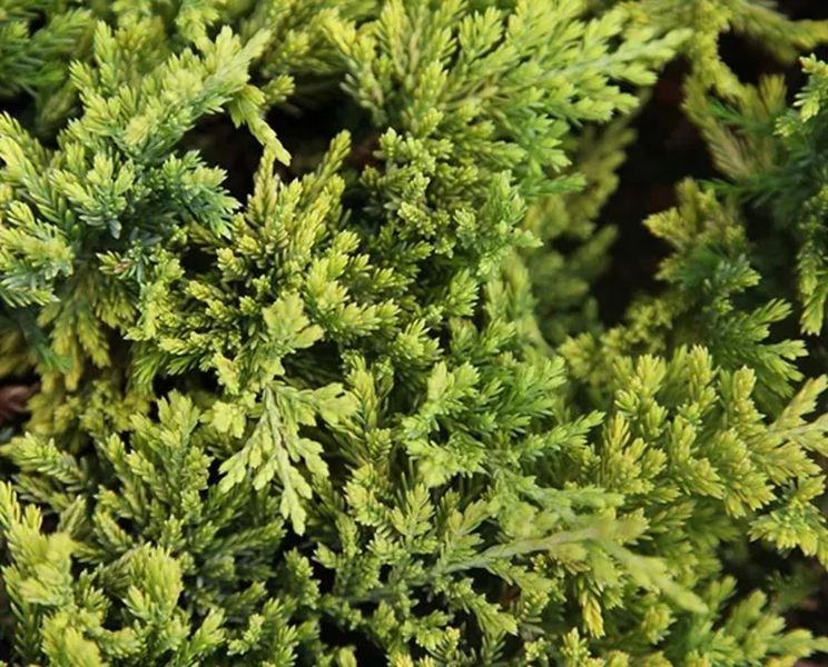 Ялівець горизонтальний Голден Карпет. (Juniperus horizontalis Golden Carpet) С3 CS2232 фото