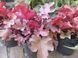 Гейхера Паприка. (Heuchera Paprika) С3 CS1805 фото 3