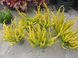 Верес звичайний Зоє. Calluna vulgaris Zoe V58180 фото 5
