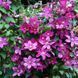 Клематис Ремембранс. (Clematis Remembrance) ІІІ группа CS1705 фото 5