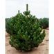 Сосна черная Орегон Грин. (Pinus nigra Oregon Green) С35 CS2332 фото 1