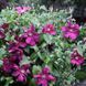 Клематис Ремембранс. (Clematis Remembrance) ІІІ группа CS1705 фото 4