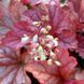 Гейхера Паприка. (Heuchera Paprika) С3 CS1805 фото 5