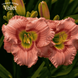 Лілійник Elegant Candy &mdash; рожевий сорт з контрастним центром R6945 фото 2