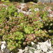 Седум білий (Sedum album) Р9 &mdash; ґрунтопокривний сукулент V61187 фото 2