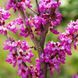 Церцис європейський. (Cercis siliquastrum)  R21196 фото 1