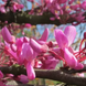 Церцис європейський. (Cercis siliquastrum)  R21196 фото 3