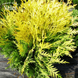 Туя западная &laquo;Голден Глоб&raquo; (Thuja occidentalis Golden Globe) С3 V52188 фото 1