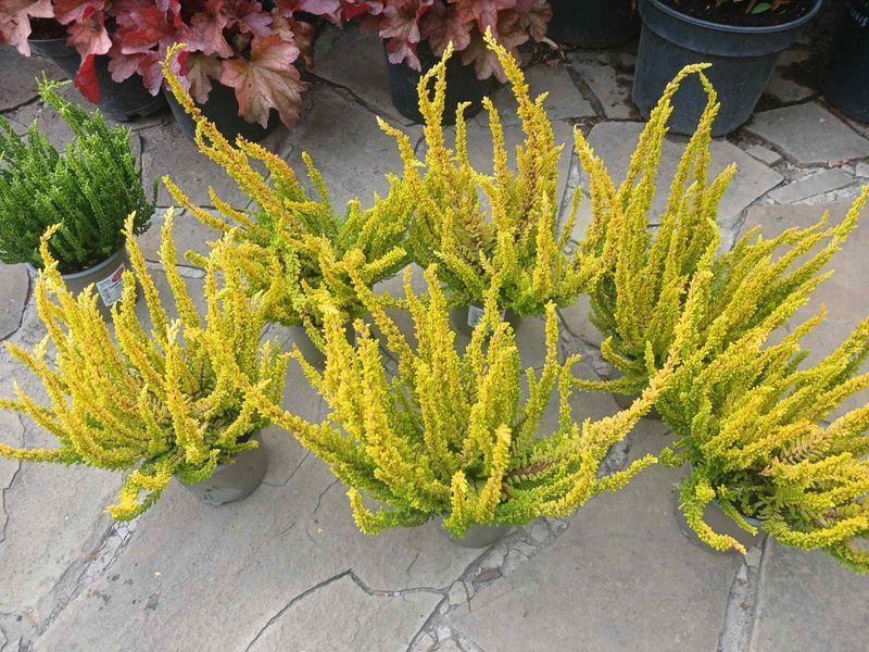 Верес звичайний Зоє. Calluna vulgaris Zoe V58180 фото