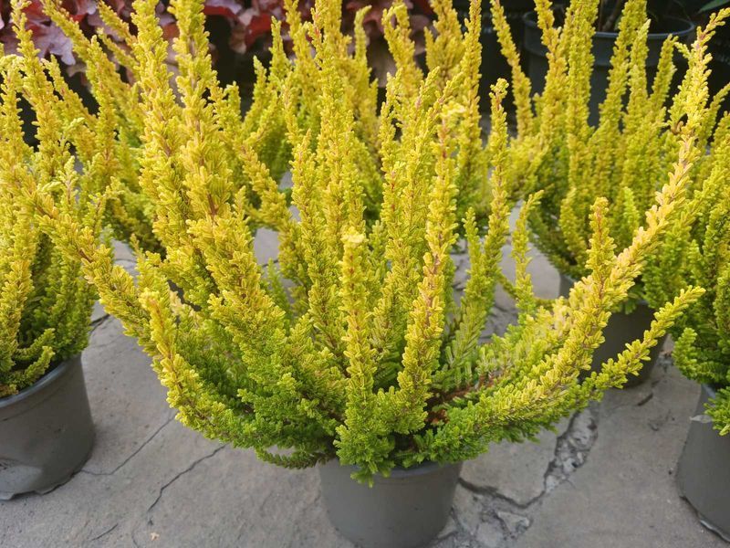 Верес звичайний Зоє. Calluna vulgaris Zoe V58180 фото