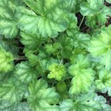 Гейхера Ліпстік. (Heuchera Lipstick) С3, №8 CS1806 фото