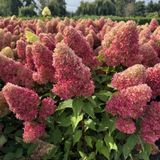 Гортензія волотиста Редлайт. (Hydrangea paniculata RedLight) Р9