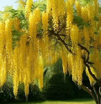 Бобовник (Laburnum) С1,5
