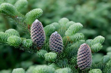 Пихта Фразера. (Abies fraseri) С35, выс 80-100см