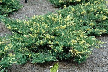 Можжевельник средний Вайт Сплеш. (Juniperus pfitzeriana White Splash) С3 CS2233 фото