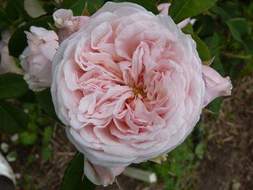 Роза Клер Роуз (Claire Rose) английская шраб в горшке 4л David Austin