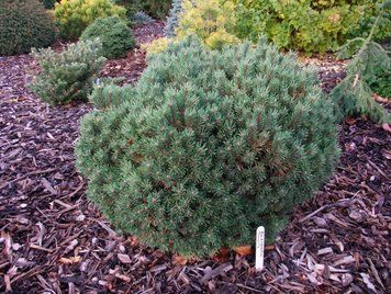 Сосна обыкновенная Тресур. (Pinus sylvestris Treasure) C10 CS2333 фото