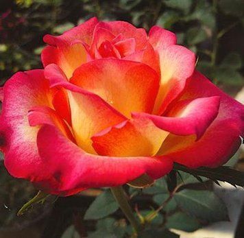 Роза Utopia (Утопия) &ndash; взрыв цветов и аромата для вашего сада 🌹