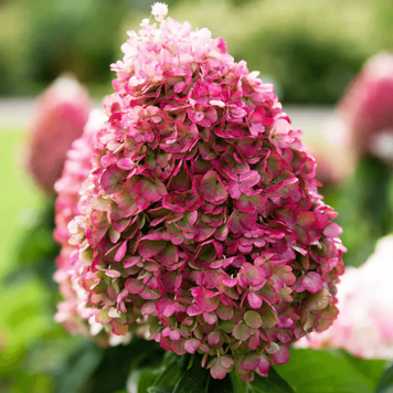 Гортензія волотиста Лівінг Пінк Проміс. (Hydrangea paniculata Living Pink Promise) С3 CS2686 фото