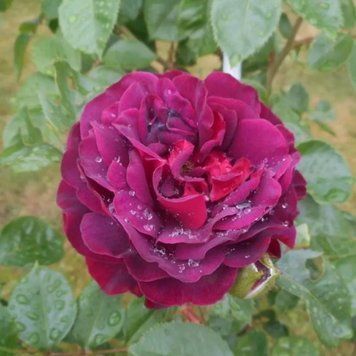 Роза Кэтис Роуз. Katie's Rose (HORrapture) Флорибунда