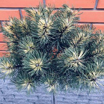 Сосна горная Саншайн. (Pinus mugo Sunshine) ШТАМБ CS2383 фото