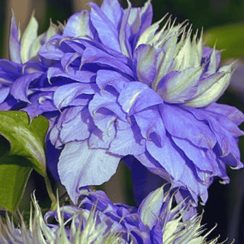 Клематис 'Блю Лайт'. (Clematis 'Blue Light') ОКС