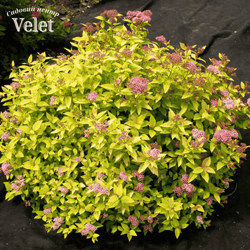 Спирея японская Голден Принцесс. (Spiraea japonica Golden Princess) С3 V06045 фото