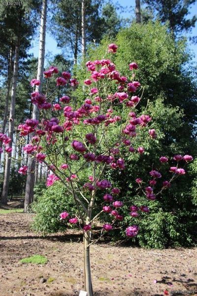 Магнолія гібридна Блек Тюліп. (Magnolia Black Tulip) С7,5 CS2886 фото