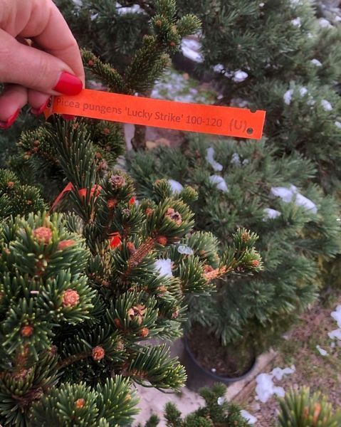 Ялина колюча Лакі Страйк. (Picea pungens Lucky Strike) С5 CS2083 фото