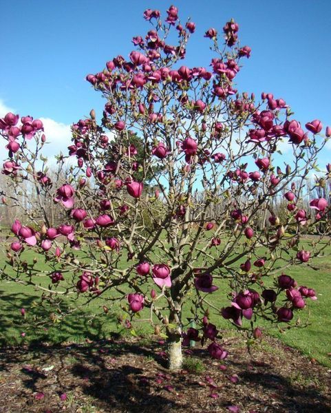 Магнолія гібридна Блек Тюліп. (Magnolia Black Tulip) С7,5 CS2886 фото