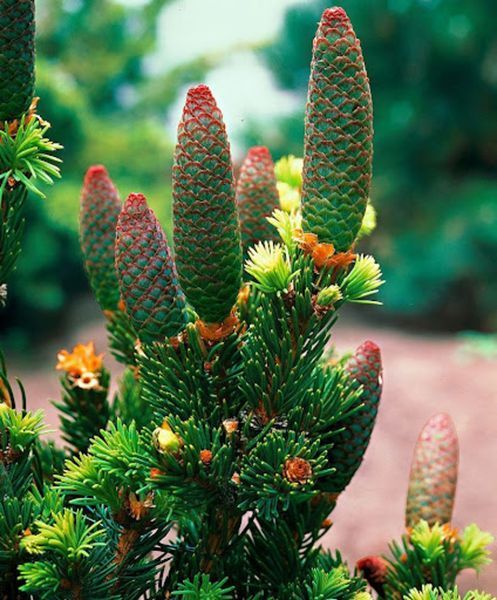 Ялина колюча Лакі Страйк. (Picea pungens Lucky Strike) С5 CS2083 фото