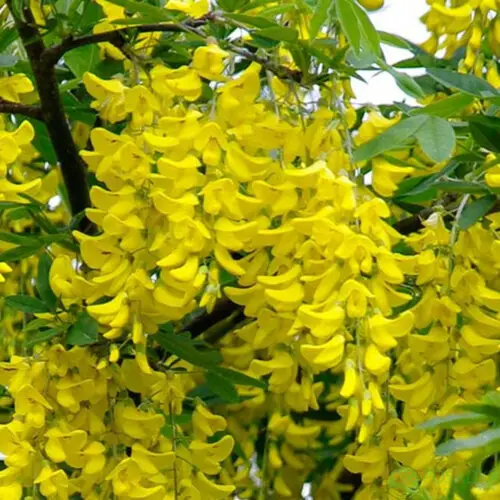 Бобовник (Laburnum) С1,5