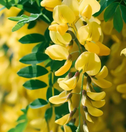 Бобовник (Laburnum) С1,5