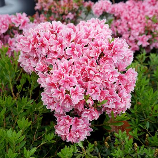 Азалия японская Pink Poetry &mdash; контейнер С3