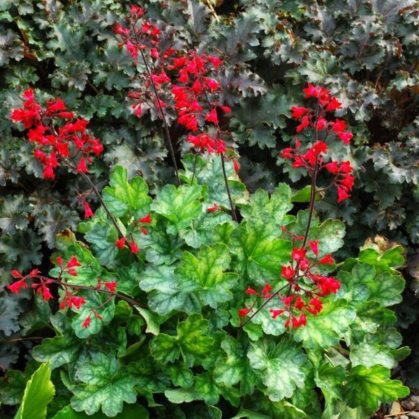 Гейхера Ліпстік. (Heuchera Lipstick) С3, №8 CS1806 фото
