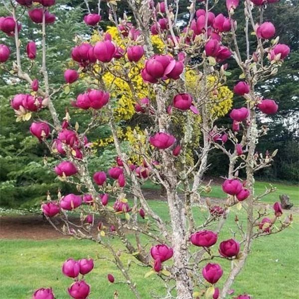 Магнолія гібридна Блек Тюліп. (Magnolia Black Tulip) С7,5 CS2886 фото